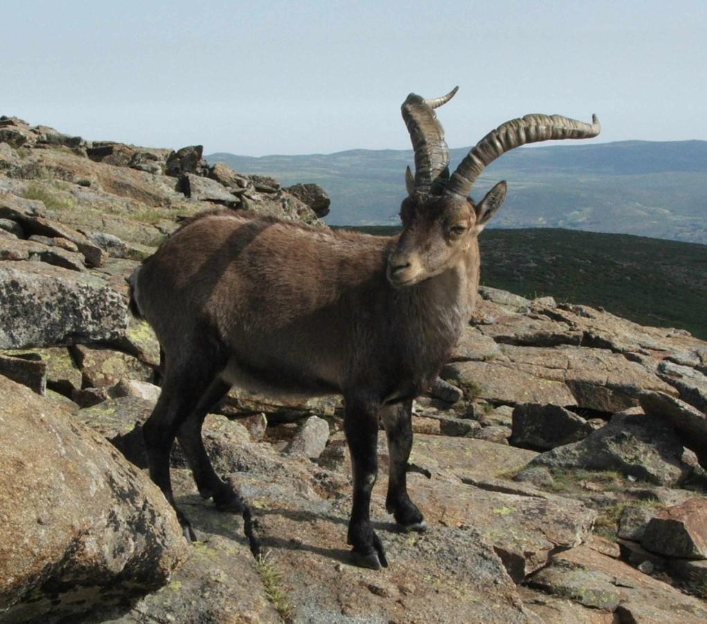 דירות נאבארדונדה דה גרדוס La Nava De Gredos Acogedor Piso Con Vistas מראה חיצוני תמונה